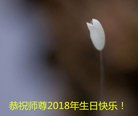 法轮功,重庆大法弟子恭贺世界法轮大法日暨师尊华诞(23条)