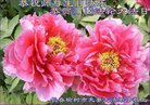 ֹ,󷨵ӹ編ִʦ𻪵(24)