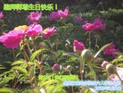 ֹ,󷨵ӹ編ִʦ𻪵(18)
