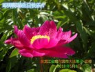 ֹ,󷨵ӹ編ִʦ𻪵(18)