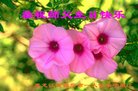ֹ,󷨵ӹ編ִʦ𻪵(19)