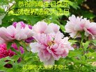 ֹ,ʡ󷨵ӹ編ִʦ𻪵(26)