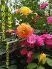 ֹ,ʯׯ󷨵ӹ編ִʦ𻪵(26)