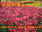 法轮功,成都大法弟子恭贺世界法轮大法日暨师尊华诞(29条)