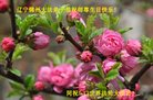 法轮功,锦州大法弟子恭贺世界法轮大法日暨师尊华诞(26条)