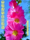 ֹ,Ϋ󷨵ӹ編ִʦ𻪵(24)