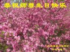 法轮功,大庆大法弟子恭贺世界法轮大法日暨师尊华诞(21条)