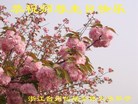 ֹ,㽭󷨵ӹ編ִʦ𻪵(25)