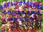 ֹ,ʡ󷨵ӹ編ִʦ𻪵(20)