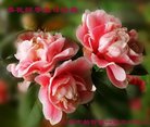 ֹ,д󷨵ӹ編ִʦ𻪵(23)