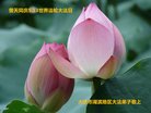 ֹ,󷨵ӹ編ִʦ𻪵(21)