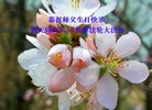 法轮功,陕西大法弟子恭贺世界法轮大法日暨师尊华诞(25条)