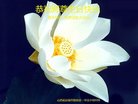 法轮功,山西大法弟子恭贺世界法轮大法日暨师尊华诞(22条)