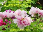 ֹ,ʡ󷨵ӹ編ִʦ𻪵(29)