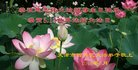 ֹ,󷨵ӹ編ִʦ𻪵(18)