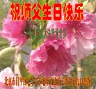 法轮功,北京大法弟子恭贺世界法轮大法日暨师尊华诞(21条)