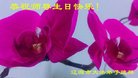 ֹ,ʡ󷨵ӹ編ִʦ𻪵(26)