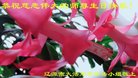 ֹ,ʡ󷨵ӹ編ִʦ𻪵(26)