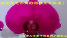ֹ,ʡ󷨵ӹ編ִʦ𻪵(26)