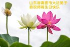 法轮功,潍坊大法弟子恭贺世界法轮大法日暨师尊华诞(21条)