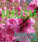 法轮功,北京大法弟子恭贺世界法轮大法日暨师尊华诞(20条)