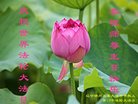 ֹ,ݴ󷨵ӹ編ִʦ𻪵(19)