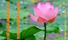 ֹ,ӱ󷨵ӹ編ִʦ𻪵(27)