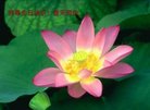 ֹ,󷨵ӹ編ִʦ𻪵(24)