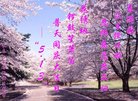 ֹ,󷨵ӹ編ִʦ𻪵(18)