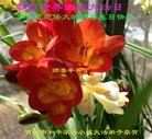 ֹ,д󷨵ӹ編ִʦ𻪵(19)