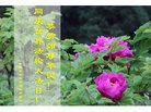 ֹ,д󷨵ӹ編ִʦ𻪵(19)