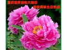 ֹ,ϴ󷨵ӹ編ִʦ𻪵(20)