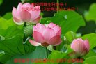 ֹ,ϴ󷨵ӹ編ִʦ𻪵(19)
