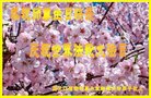 ֹ,󷨵ӹ編ִʦ𻪵(19)