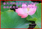 法轮功,石家庄大法弟子恭贺世界法轮大法日暨师尊华诞(20条)