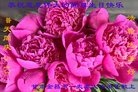 ֹ,󷨵ӹ編ִʦ𻪵(22)