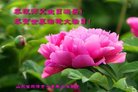 ֹ,ɽ󷨵ӹ編ִʦ𻪵(18)
