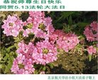法轮功,北京大法弟子恭贺世界法轮大法日暨师尊华诞(20条)