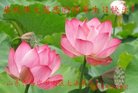 ֹ,ൺ󷨵ӹ編ִʦ𻪵(22)