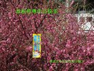 ֹ,󷨵ӹ編ִʦ𻪵(20)