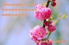 法轮功,北京大法弟子恭贺世界法轮大法日暨师尊华诞(22条)