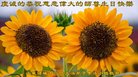 ֹ,Ϋ󷨵ӹ編ִʦ𻪵(26)