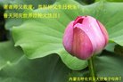 法轮功,内蒙古大法弟子恭贺世界法轮大法日暨师尊华诞(20条)