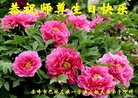 ֹ,ɹŴ󷨵ӹ編ִʦ𻪵(20)
