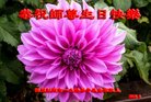 ֹ,ɶ󷨵ӹ編ִʦ𻪵(20)