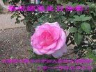 ֹ,ɶ󷨵ӹ編ִʦ𻪵(20)