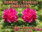 ֹ,ݴ󷨵ӹ編ִʦ𻪵(21)