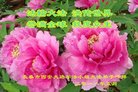 ֹ,󷨵ӹ編ִʦ𻪵(19)