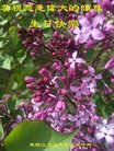 ֹ,󷨵ӹ編ִʦ𻪵(19)