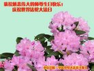 法轮功,重庆大法弟子恭贺世界法轮大法日暨师尊华诞(18条)
